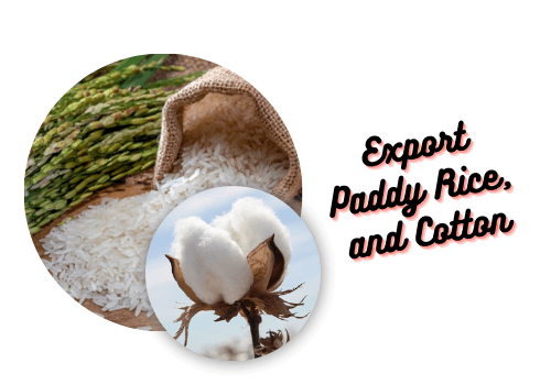 Export Paddy Rice, and Cotton