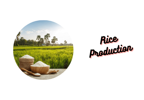 Rice Production