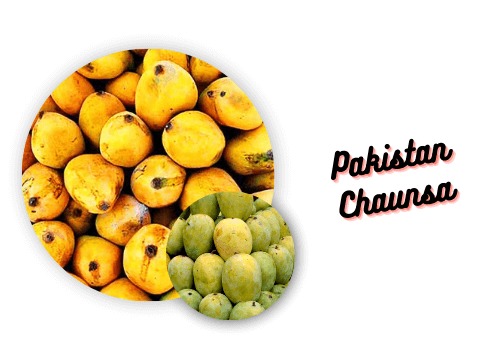 Pakistan Chaunsa